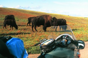 Where the buffalo roam at Wind Cave National Park, South Dakota.