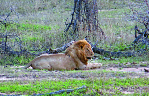 King of the Jungle in Kruger National Park.
