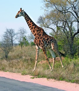The tallest animal in the world can reach a height of 16.5 feet.