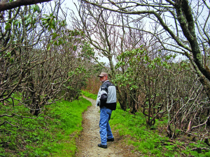 The author’s husband enters the eerie landscape of bare rhododendron at Craggy Garden.