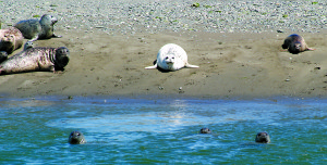 Some locals basking on the sand near Gold Beach, Oregon.