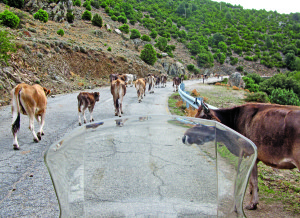 Cows and other livestock created the first rough trails in these mountains, long before roads were necessary, and they still demand the right of way.