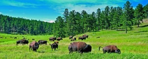 The largest herd of bison in North America make their home in Custer State Park. 