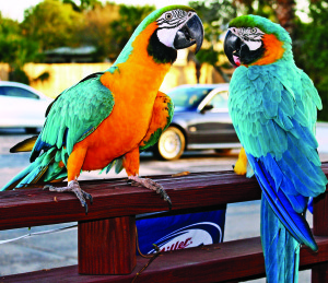 Parrots at Julian’s Dining Room and Lounge, Ormond Beach, Florida.
