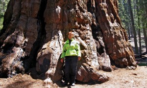 The author dwarfed by the sequoias.