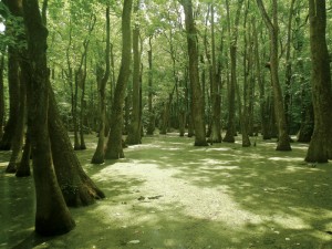 Water tupelo and bald cypress trees thrive in this swamp. After taking root in summer, when the ground is nearly dry, the seedlings survive in water deep enough to kill other plants.