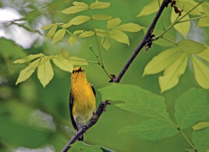 This tiny Tennessee warbler is one of many species of songbirds living on the Trace.