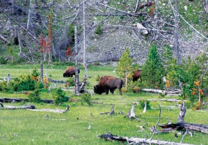 A bevy of bison graze near the foot of Mount Holmes in Yellowstone National Park.