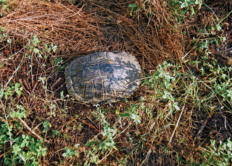 Turtle (tortoise?) rescue! This big old guy, about 10 inches across, was getting ready to cross Highway 187 near Vanderpoole, Texas. We picked him up and took him across to help him on his way.