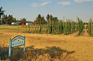 A hops farm outside of Sisters, Oregon, along Highway 126/20. Across the road is a microbrewery, but no tasting today!