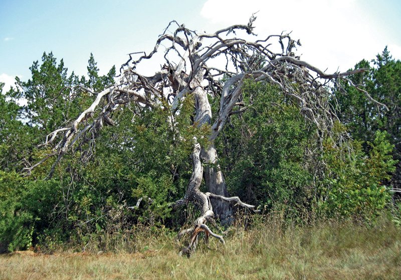 This old giant may have lost his life but not his character; he reminds me of one of the giant, talking trees in the Lord of the Rings trilogy. If you look carefully near the center of the photo you can see his eyes! He can be found standing guard a few miles west of Medina on Ranch Road 337. 