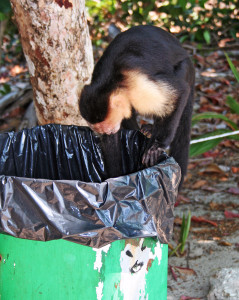 There are lots of unbelligerent wild critters in Costa Rica; this capuchin monkey is sifting the trash at the Manuel Antonio National Park.