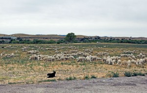 Sheep and sheep dogs
