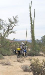 Baja Cactus