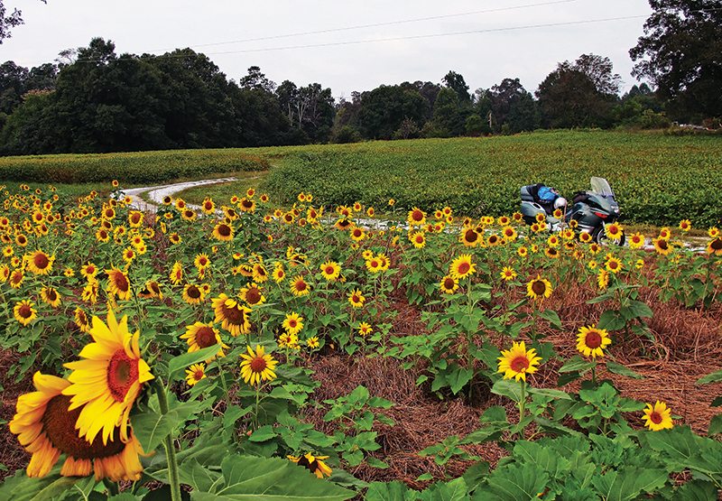 Sunflowers Savannah River National Scenic Highway