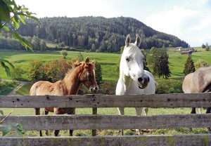 Italy Horses