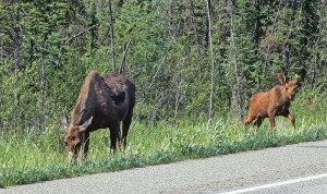 moose cow and her calf