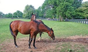 Lexington horses