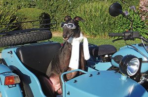 Ural Gear-Up, dog sidecar