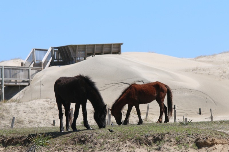 Wild horses roam free along the beaches of Corolla