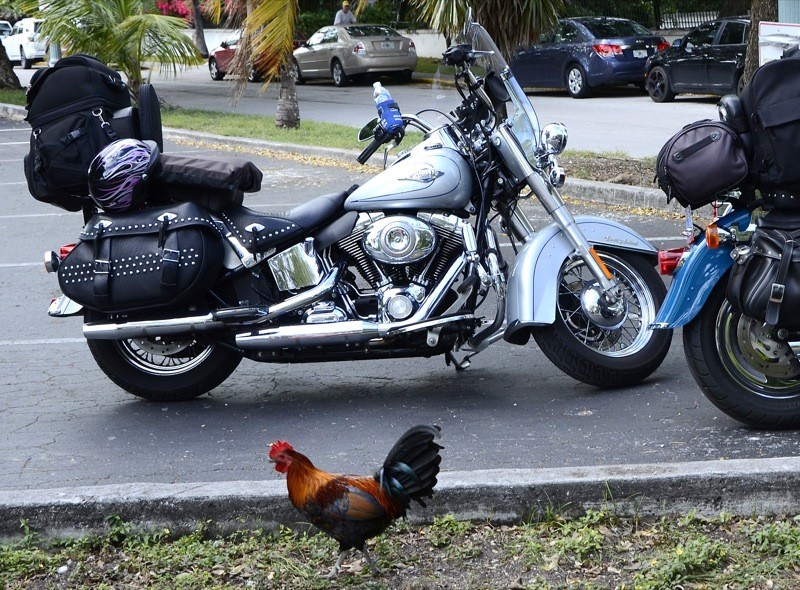 Chickens are wild and therefore protected. Why did the chicken cross the road? Because he had the right of way.