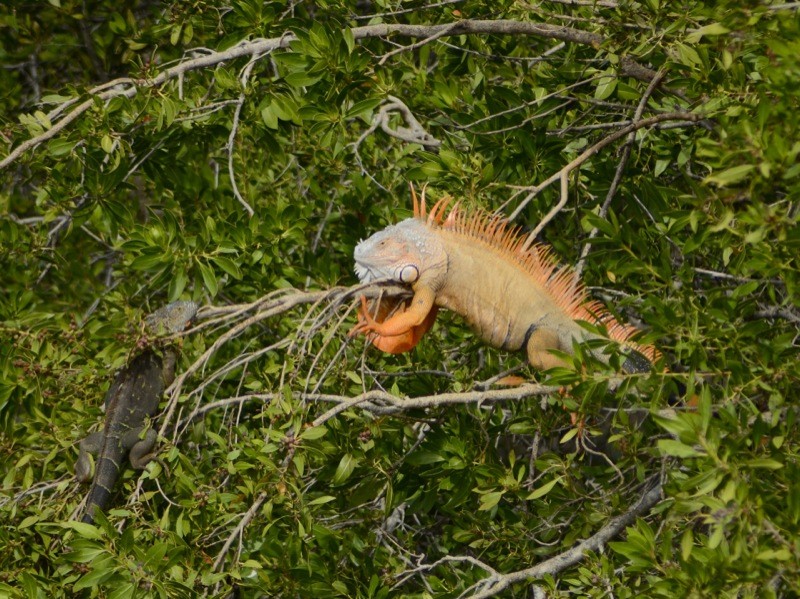 Iguanas roam the island