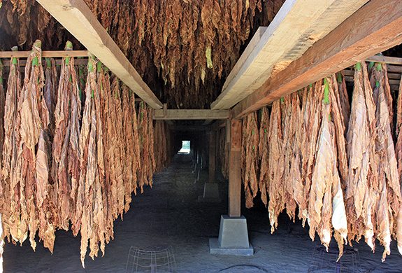 Hanging broadleaf tobacco turns to brown as it air-cures in a shed in Whatley.