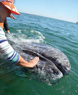 A baby gray whale works its magic. Adults can be up to 50 feet in length. The newborns seem to like to have their snouts rubbed.
