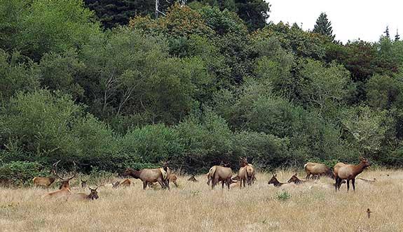 The Elk Prairie is in Prairie Creek Redwoods State Park, on U.S. 101 in northwest California, and usually has lots of Roosevelt elk.
