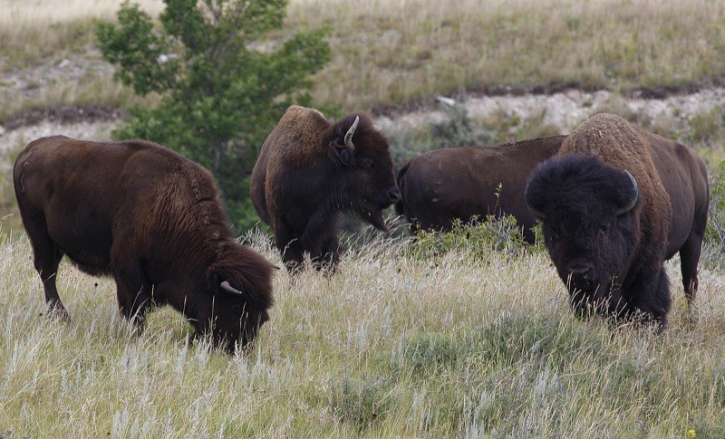 Riding through the backroads of Meade County usually includes a buffalo sighting, much like it did generations ago