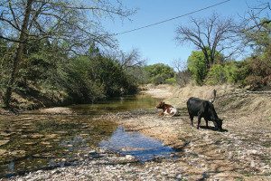Fenced cattle graze everywhere in the Hill Country, and are often seen along streams at water crossings. Watch out if those big boys get out by the road. 