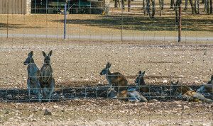 Whew, those Texas jackrabbits can get mighty big! Oops, these hoppers are actually kangaroos visible at a ranch along Ranch Road 335.