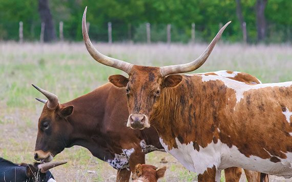 Texas longhorns are often seen grazing in the fields beside the road, and their horns serve as a model for motorcycle cruiser handlebars. 