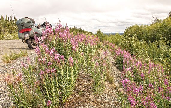 Fireweed adorns the verges throughout Alaska.