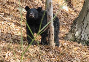 We spotted this bear in the Delaware Water Gap National Recreation Area.