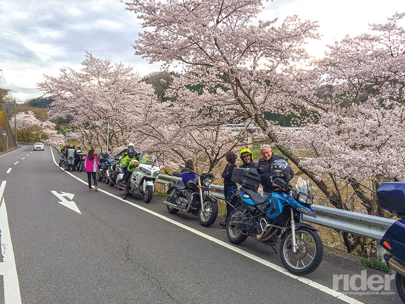 A pause to admire the cherry blossoms on the last riding day.
