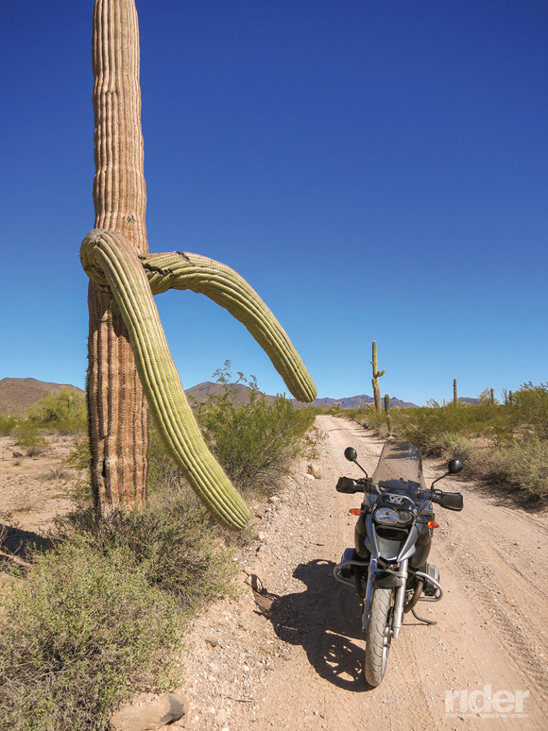 A massive saguaro cactus reaches out toward my GS in Organ Pipe Cactus National Monument.