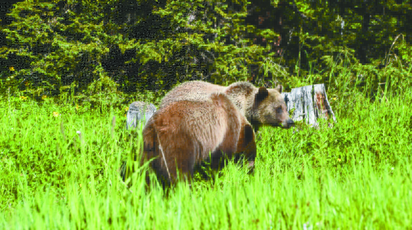 Grizzly bears along the Beartooth Highway