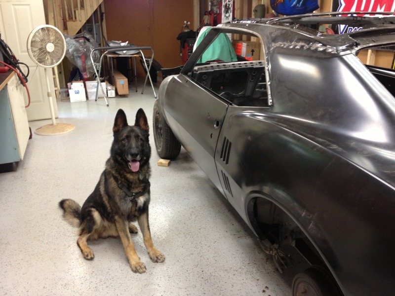 Shop Dogs: My best friend Dolph