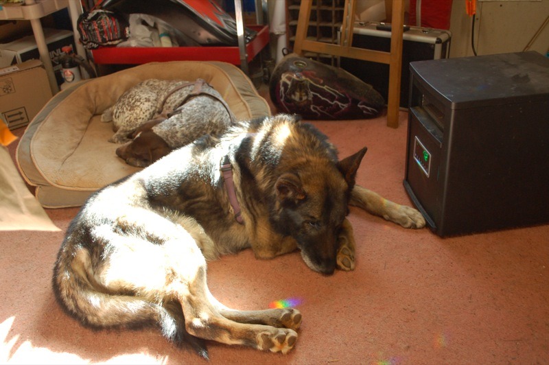 Shop Dogs: My best friend Dolph