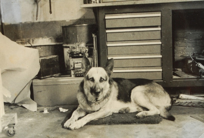 Joe: My First and Last Shop Dog