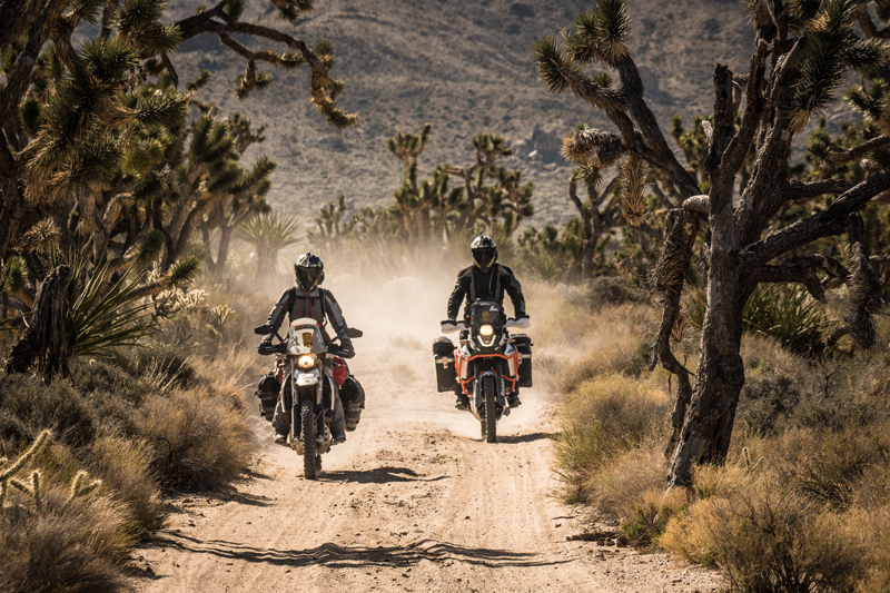 The CABDR-South route takes riders across deserts and mountains, including the famous Joshua trees in the Mojave National Preserve. Photo by Ely Woody.