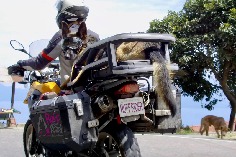 carry dog on motorcycle