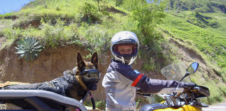 Riding motorcycles with your dog