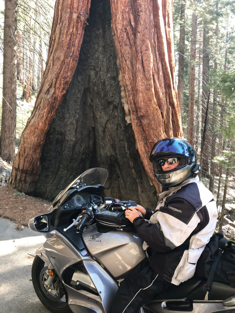 giant redwood