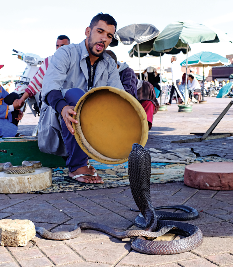 A snake charmer and cobra in Marrakesh.