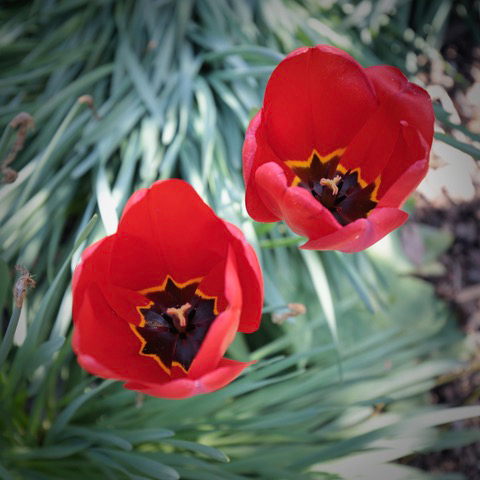 flowers