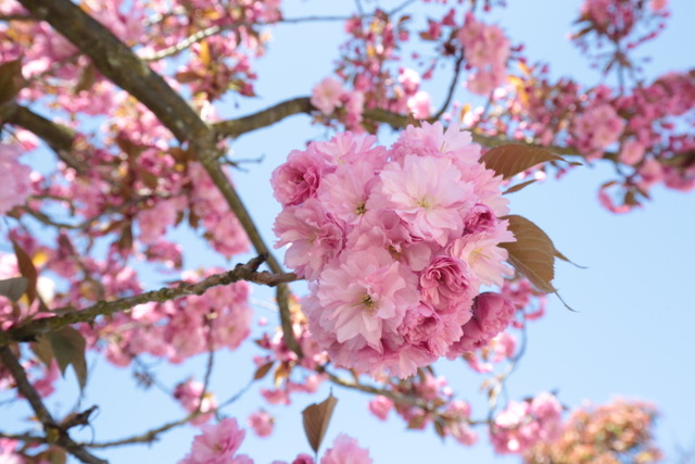 flowers