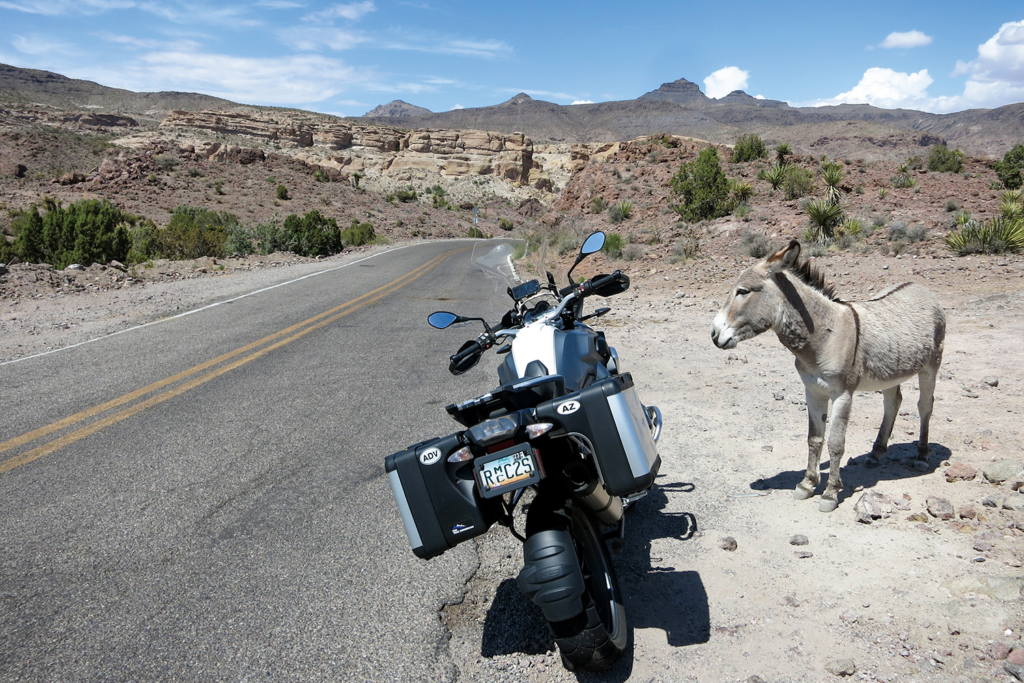 Donkey and motorcycle near Oatman AZ