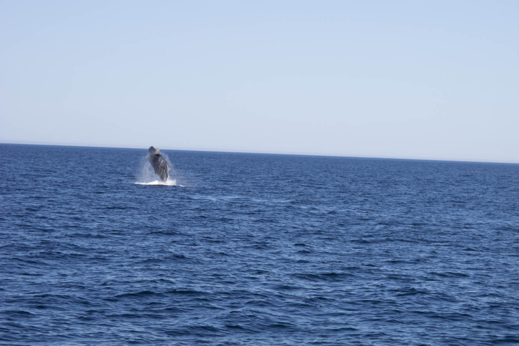 Humpback whale breaches in St. Andrews  Anthony Harbor